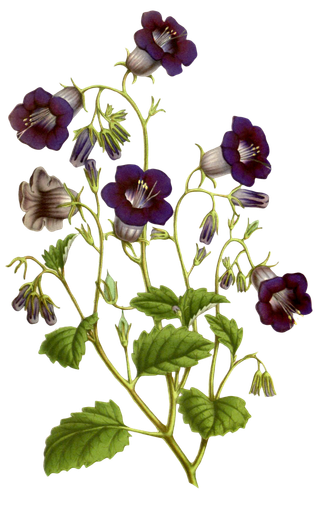 复古手绘植物花卉玫瑰花PNG免扣图案高清图片PS设计素材图