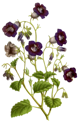 复古手绘植物花卉玫瑰花PNG免扣图案高清图片PS设计素材图