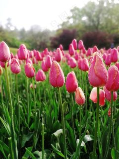 春天盛开的郁金香