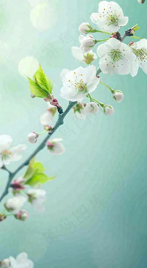 白色樱花花朵鲜花在阳光下，春天立春春分惊蛰摄影图