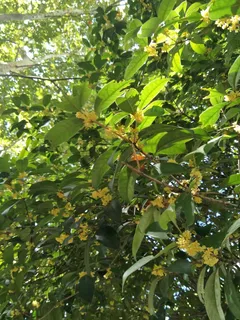 桂花真的很香啊