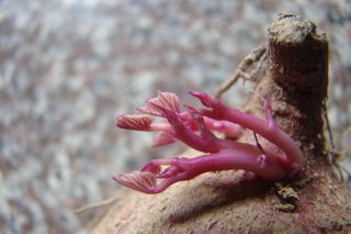 高清番薯芽儿图片下载