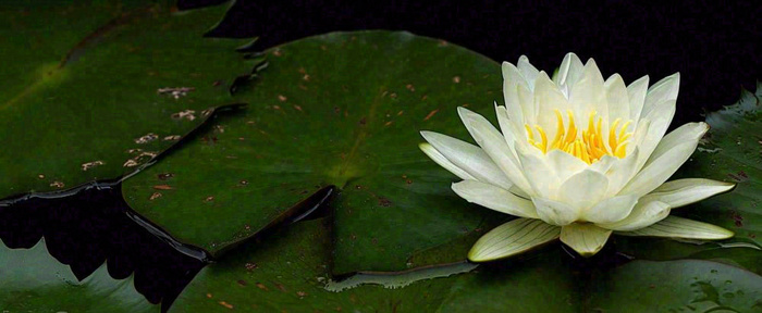夏天荷花池荷叶白荷花睡莲特写，夏至小暑大暑摄影图