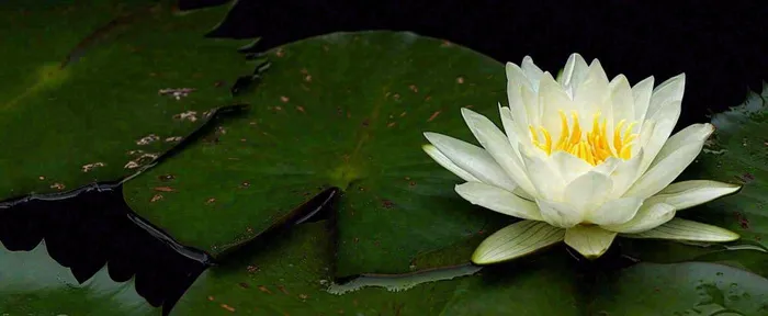 夏天荷花池荷叶白荷花睡莲特写，夏至小暑大暑摄影图(1712x704)