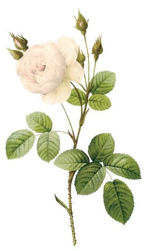 白玫瑰PNG图片,花白玫瑰PNG图片免抠