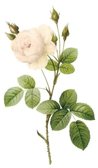 白玫瑰PNG图片,花白玫瑰PNG图片免抠