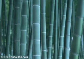 竹林风景- 竹林中的竹竿特写