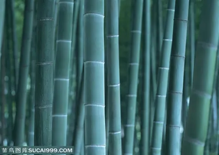 竹林风景- 竹林中的竹竿特写 竹林风景- 竹林中的竹竿特写