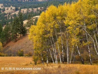 秋季黄草和黄色树木