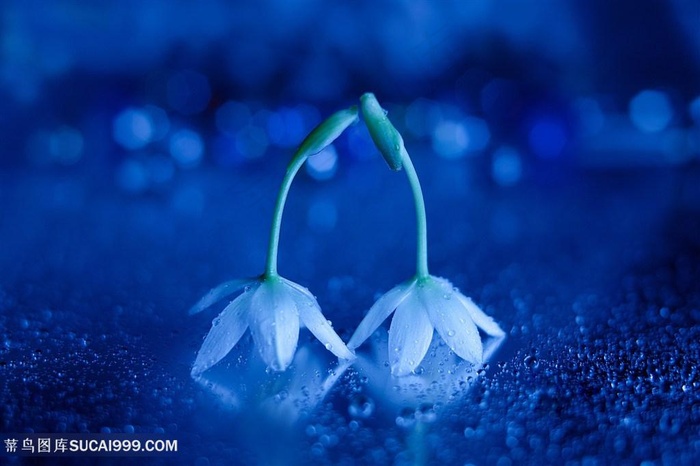 高清唯美两朵洁白小花鲜花图片