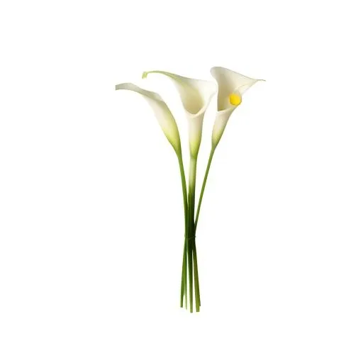 花马蹄莲免抠
