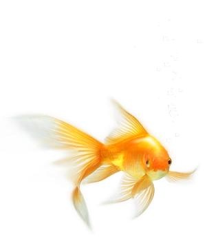 金鱼 PNG免抠(301x344)