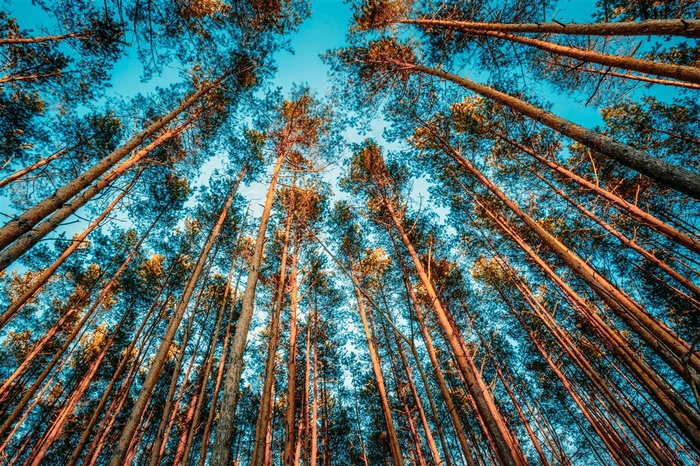 美丽的树林风景