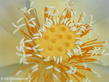 高清唯美莲花荷花花蕊特写摄影图片