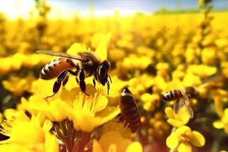 春天在油菜花采蜜的蜜蜂黄色海报素材背景