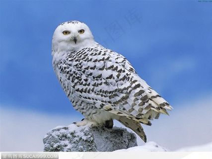 蹲在石上的雪地猫头鹰