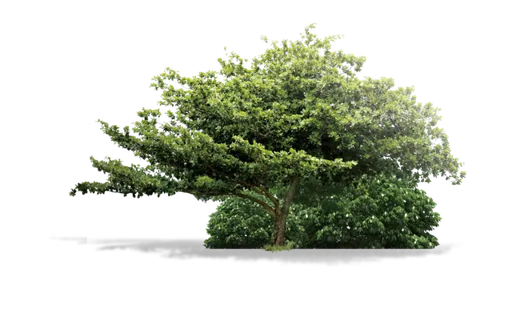 树木树枝树叶免扣素材