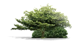 树木树枝树叶免扣素材