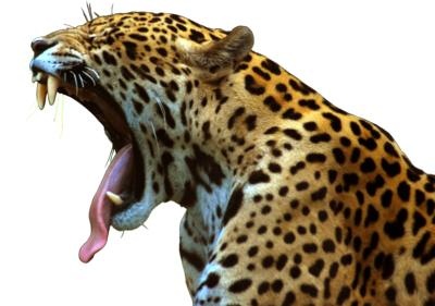 豹 PNG免抠(400x281)