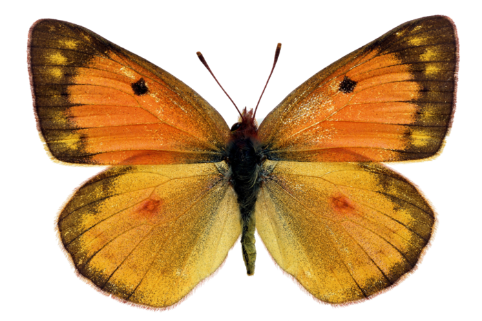 蝴蝶 彩蝶 花蝴蝶 动物 昆虫 免抠