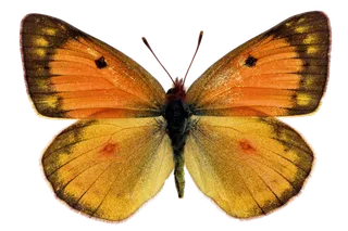 蝴蝶 彩蝶 花蝴蝶 动物 昆虫 免抠