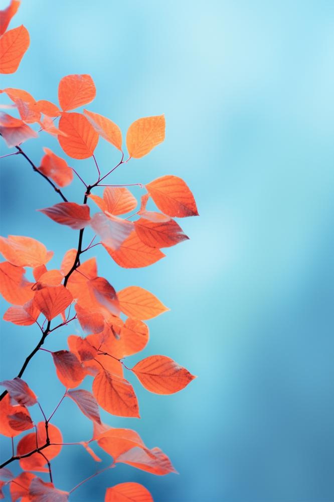 简约大气红叶枝叶节气海报背景