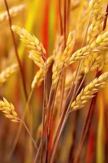 秋季小麦麦穗丰收背景