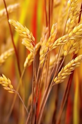 秋季小麦麦穗丰收背景