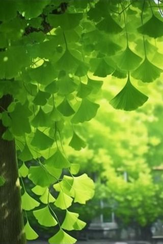 绿色银杏叶背景