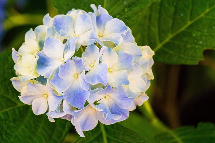 花朵 花束 植物 素材 (119)