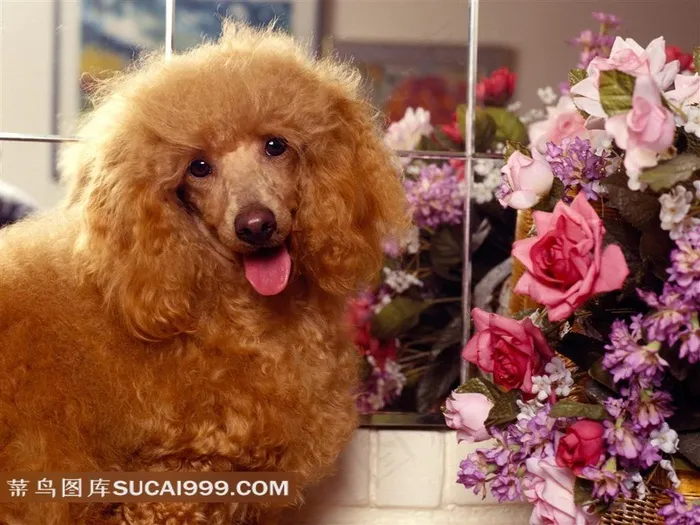 毛茸茸的小狗玫瑰花素材