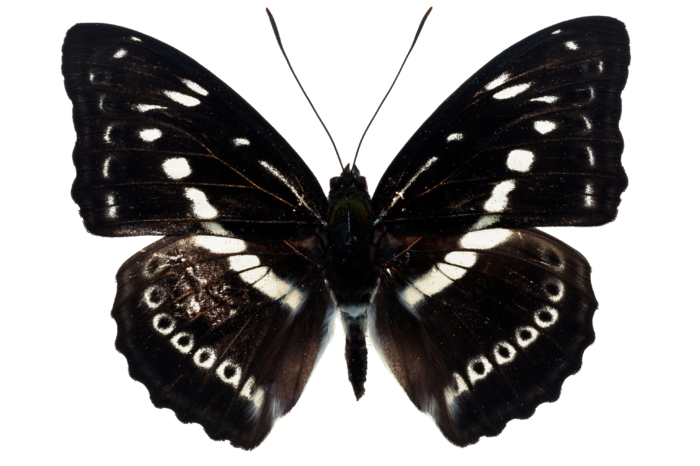 蝴蝶 彩蝶 花蝴蝶 动物 昆虫 免抠 (46)