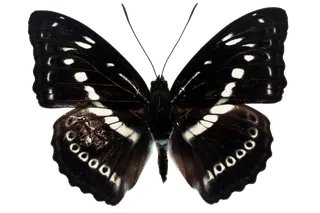 蝴蝶 彩蝶 花蝴蝶 动物 昆虫 免抠 (46)