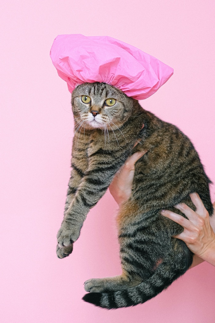 可爱猫咪猫猫摄影素材