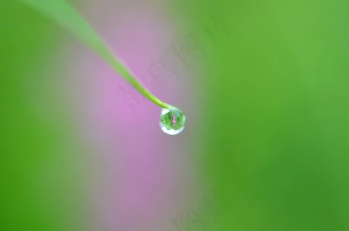 雨滴特写图片