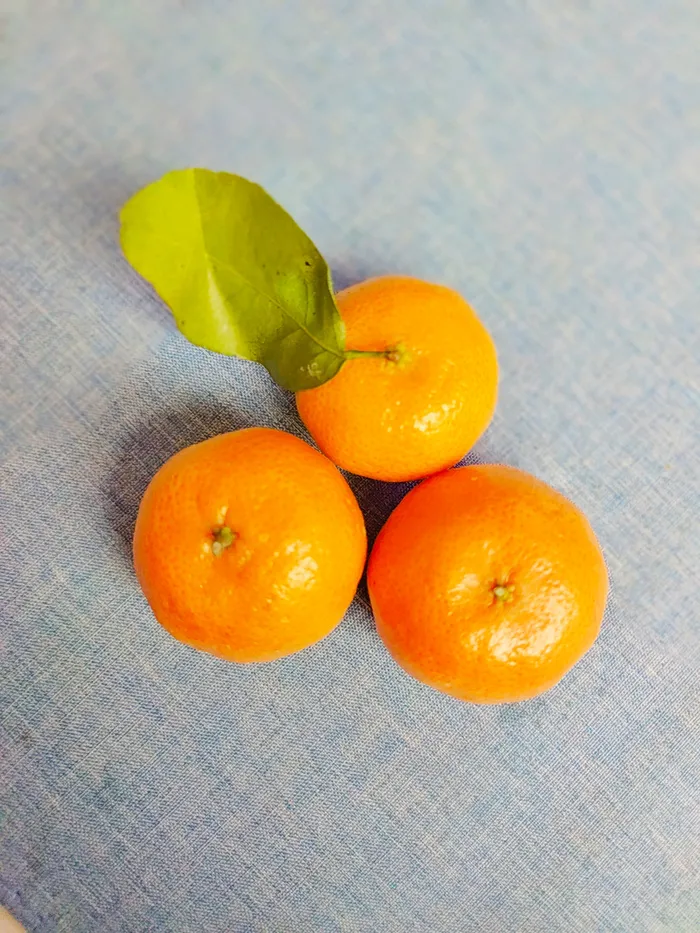 美味鲜砂糖橘