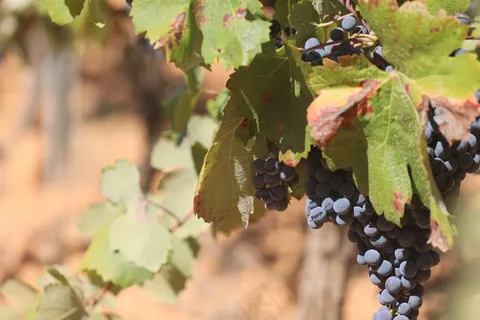 成熟黑加仑葡萄图片