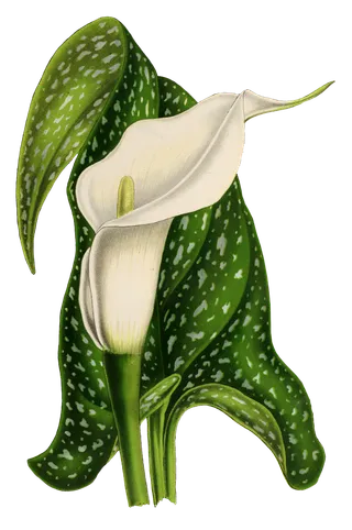 复古手绘植物花卉玫瑰花PNG免扣图案高清图片PS设计素材图