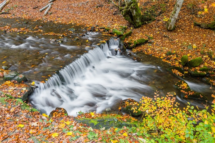 落叶知秋树林图片