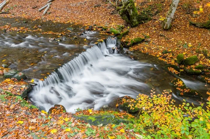 落叶知秋树林图片
