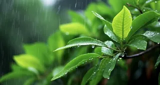 下雨天树叶绿色背景