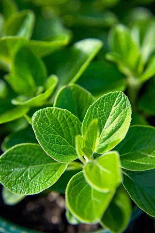 绿色新鲜茶叶绿叶摄影图