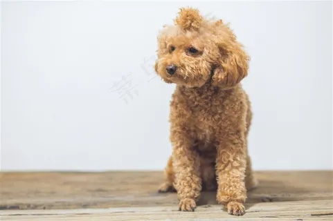 萌萌哒可爱泰迪狗狗大图