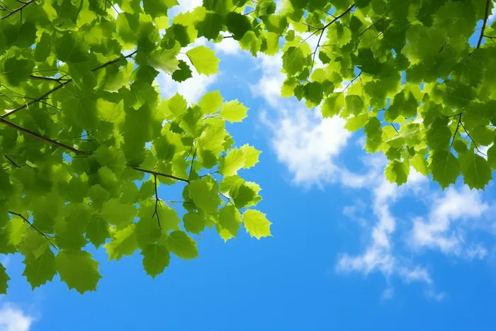 晴朗天气蓝天白云下的绿叶植物树枝摄影图