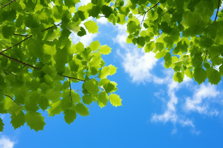 晴朗天气蓝天白云下的绿叶植物树枝摄影图