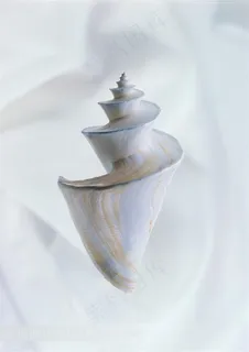 海洋无脊椎动物贝壳海螺特写大图 海洋无脊椎动物贝壳海螺特写大图