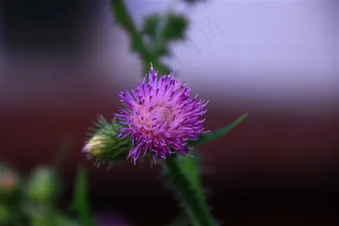 开放的野生花卉 开放的野生花卉