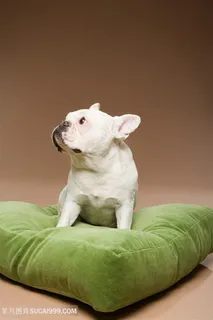 高清绿坐垫上的斗牛犬狗狗图片 高清绿坐垫上的斗牛犬狗狗图片