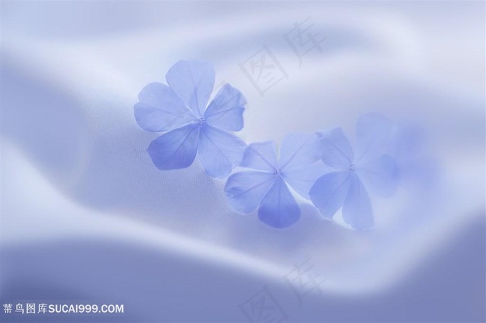 唯美梦幻朦胧淡蓝鲜花图片