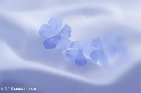 唯美梦幻朦胧淡蓝鲜花图片